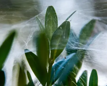 5 Spider Plant Care Tips for a Lush June Display