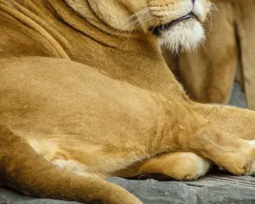 Leo Monthly Horoscope June 2026