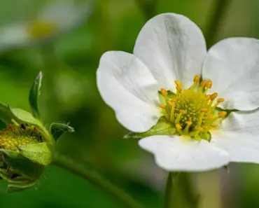 Gardener Shares Cute & Clever DIY for Bird-Free Fruit