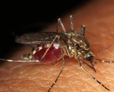 5 Essential Oils to Soothe Insect Bites