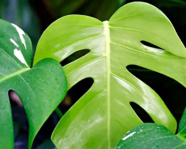 Simple Swiss Cheese Plant May Care Tips