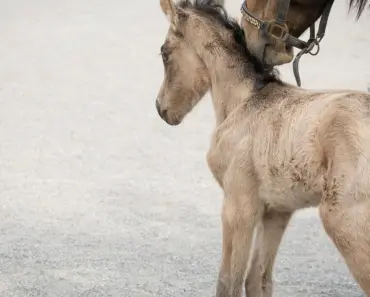 Ponies Drama: Viewers Binge-Watch Extraordinary New Show