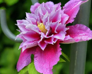 5 Clematis Vine Care Tasks for May
