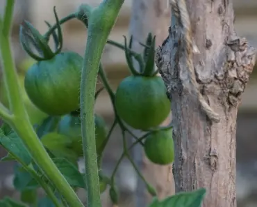 3 Modular Tomato Support Systems Beyond Cages and Stakes