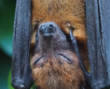 5 Reasons Seeing Bats Fly Around Your Yard Is a Benefit for Plants