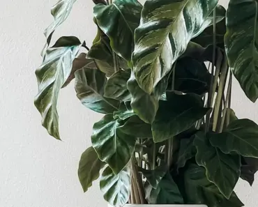 Experts Say These 5 Indoor Plants Are Best for Any Gardener