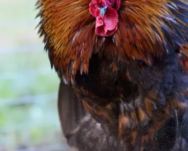 5 Reasons You Need to Make a Bird Dust Bath for Happy Birds