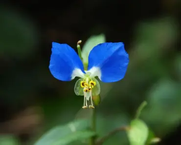 Birth Month Wildflowers and the Meaning Behind Each Bloom