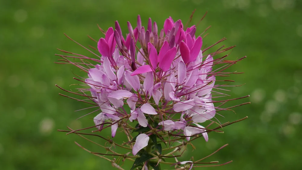 Cleome care guide - a real-world example