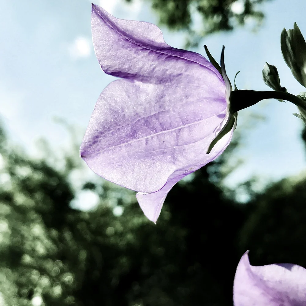 Ideas around Cleome care guide
