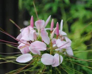 Cleome Spider Flowers: Grow and Care Guide