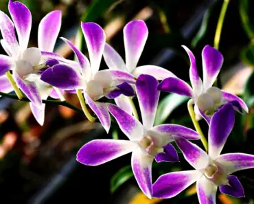 5 Tips to Grow and Care for Dendrobium Orchids