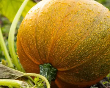 Dreamy Vegetable Garden Packed With 7 DIY Ideas