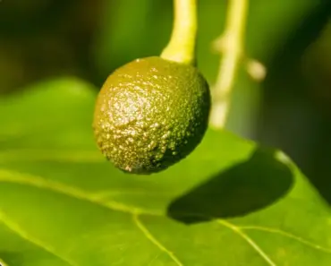 Grow an Avocado Tree Indoors: 5 Tips from Horticulturists