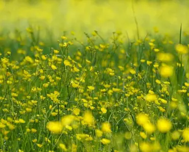7 Steps to Grow and Care for Ranunculus Flowers
