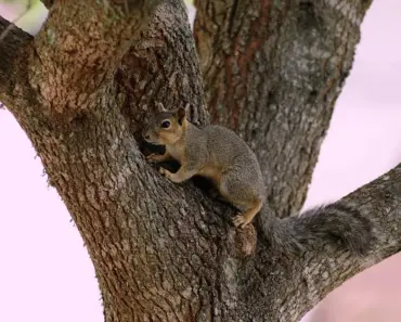9 Humane Ways to Get Rid of Squirrels in Your Yard