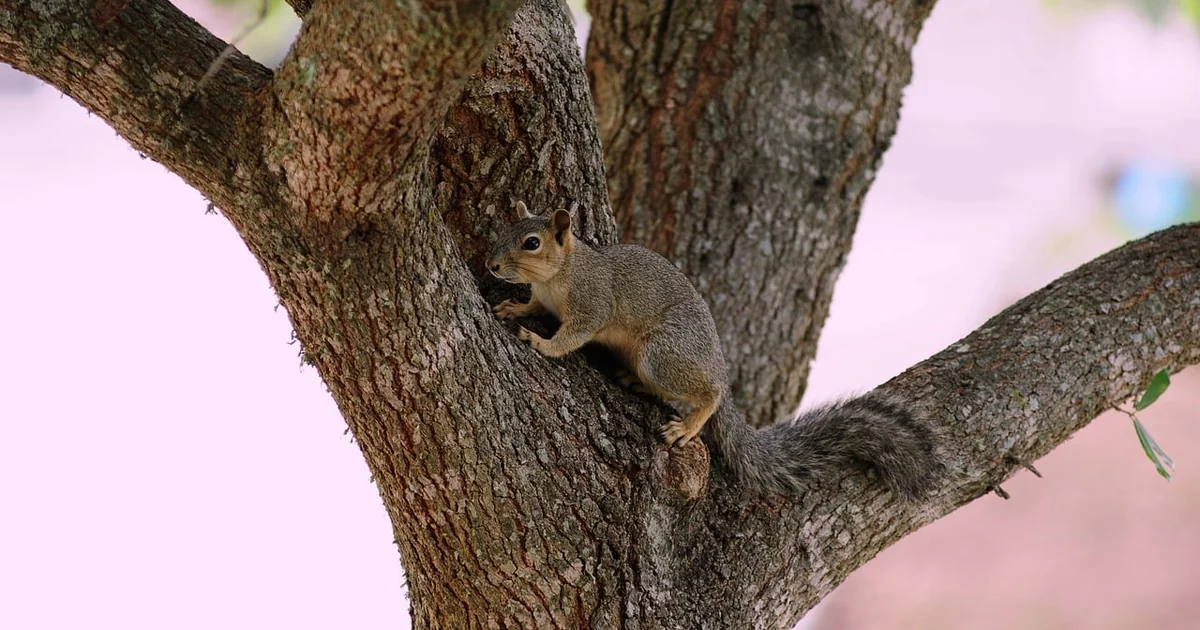9 Humane Ways to Get Rid of Squirrels in Your Yard Humane squirrel removal