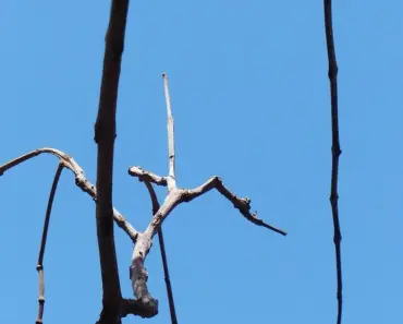 How to Grow and Care for a Jacaranda Tree