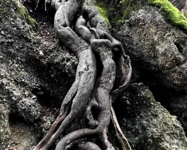 7 Ways to Kill Tree Roots Safely and Efficiently