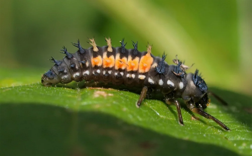 Ladybug larvae - a real-world example