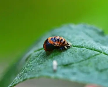 Ladybug Larvae Look and Benefit Garden Soil