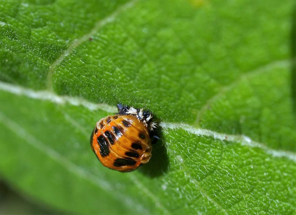 Inspiration for Ladybug larvae