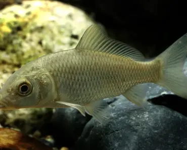 Pisces Monthly Horoscope for June
