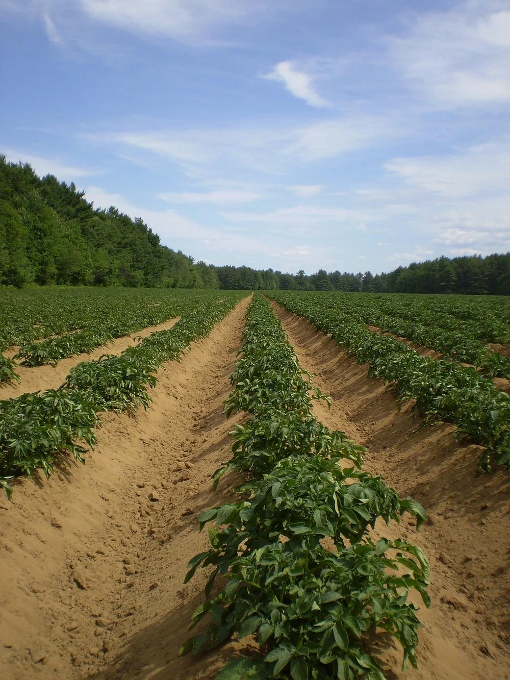 Potato growing time - a real-world example