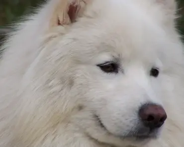Prince William Reveals Pet Dogs Naughty Habit at Home