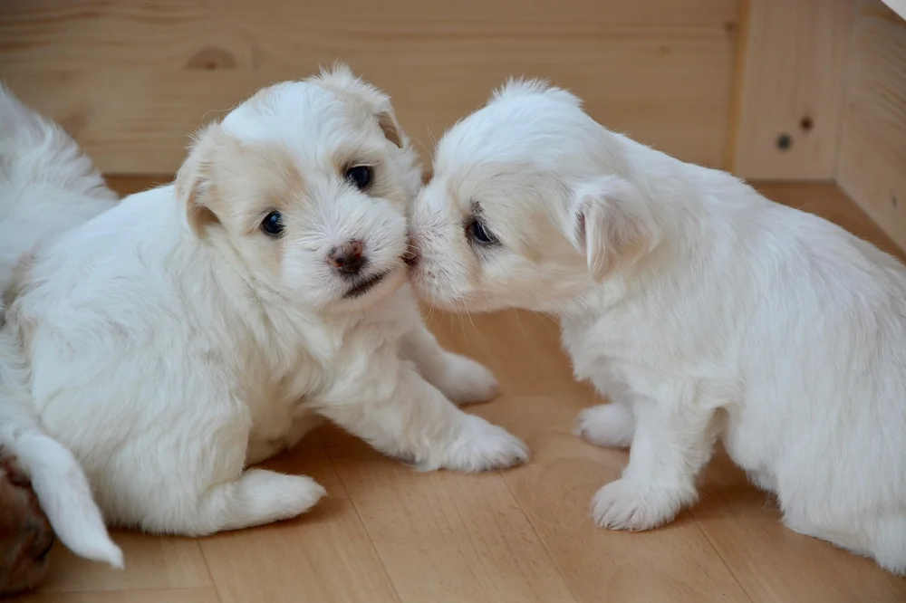 Queen camilla puppy kiss - a real-world example