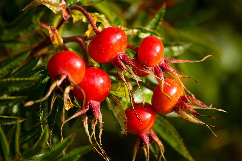 Ideas around Rosehip oil fine lines