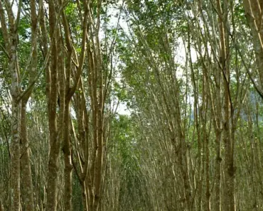 5 Rubber Tree Care Tips for Indoor Ficus Elastica
