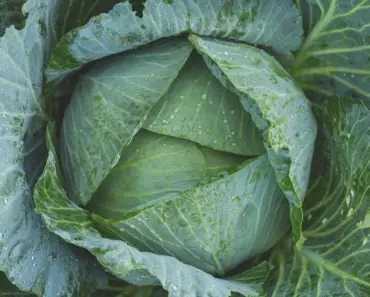 19 Vegetable Garden Ideas for a Great Harvest