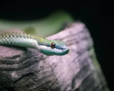 Natural Snake Deterrents for a Safer Yard