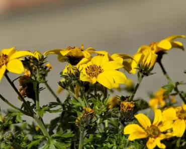 Steps to Plant and Grow Bidens