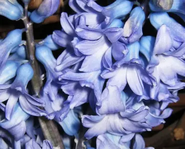 7 Fragrant Houseplants to Freshen Your Home Year-Round