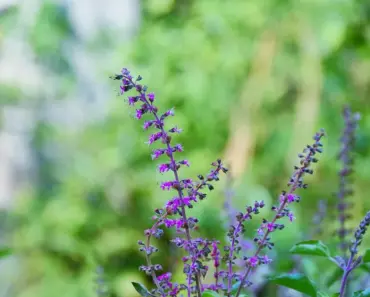 Simple Basil Propagation Trick Helps Pro Gardeners Grow More