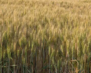 According to Expert: 7 Ways to Maximize Your Summer Harvest