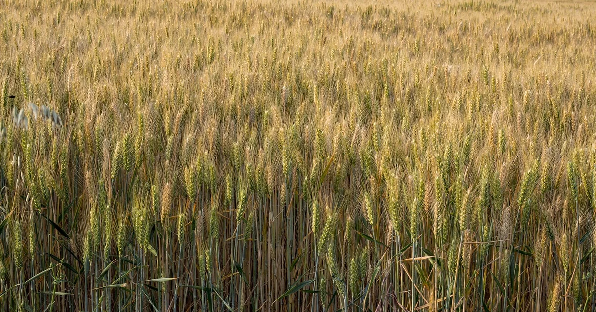 According to Expert: 7 Ways to Maximize Your Summer Harvest summer harvest tips