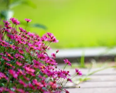 5 Flowers Planted in July Make Your Landscape Stand Out