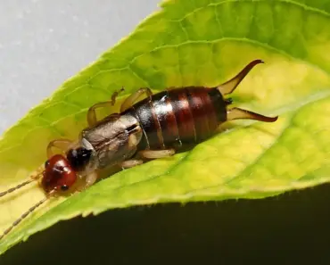 7 Tips to Get Rid of Earwigs and Prevent Them Indoors