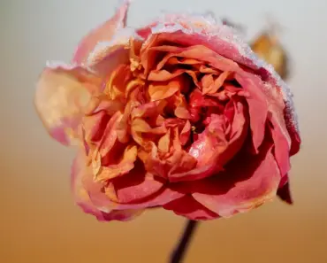 Do Dried Flowers Cost More Than Fresh