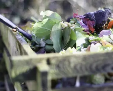 Will Plants Grow in Compost Only