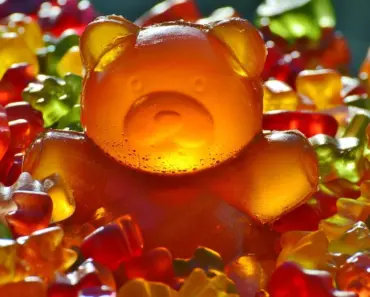 Are There Bears at Lake Winnipesaukee
