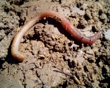 What to Do If Compost Has Worms