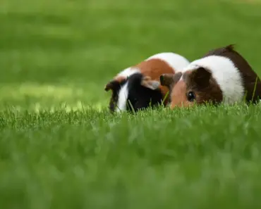 What is a Story With a Pig as the Character