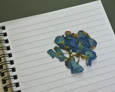 How Do You Keep Dried Flowers in Good Condition