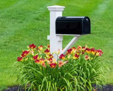 What Are Letterbox Flowers