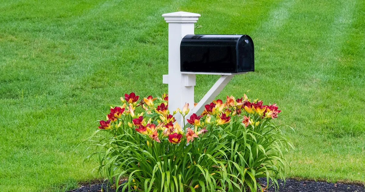 What Are Letterbox Flowers letterbox flowers