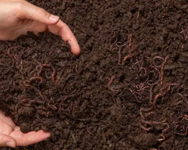 How Long Does Worm Compost Last How Long Does Worm Compost Last